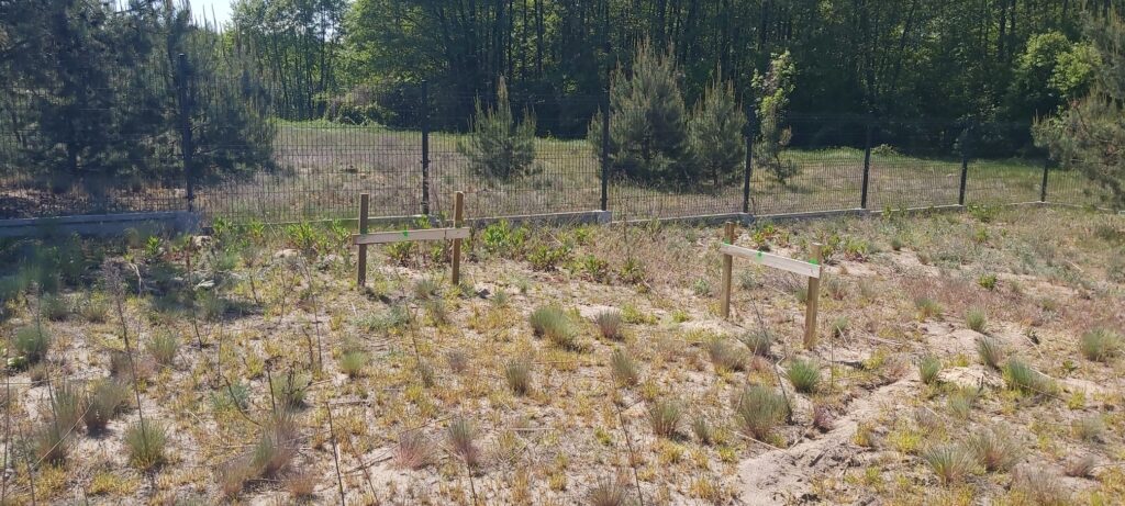 Podział nieruchomości na 4 działki budowlane – Klecko